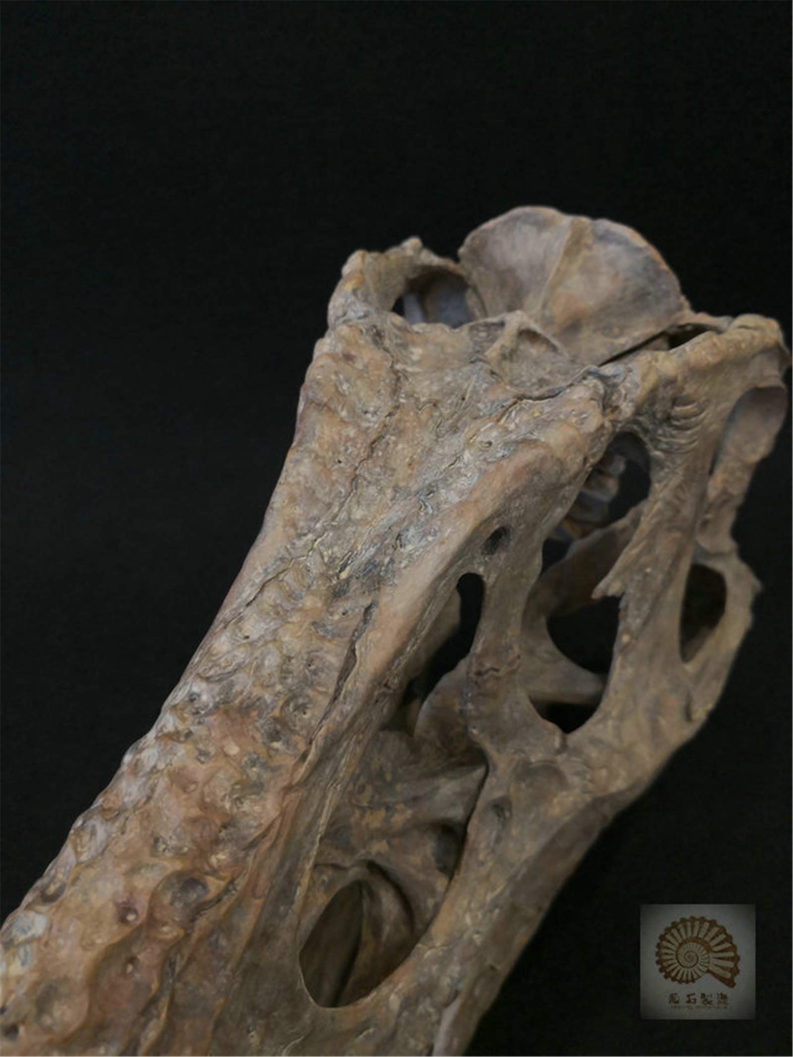 木彫　恐竜　タルボサウルス頭骨模型　1/10スケール　１４㎝ 木彫 恐竜 タルボサウルス頭骨模型 1/10スケール 14㎝