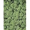 Plantenwinkel Rendiermos Midden Groen bulk 0,45 m2 gepreserveerd mos