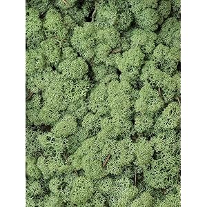 Plantenwinkel Rendiermos Midden Groen bulk 0,45 m2 gepreserveerd mos