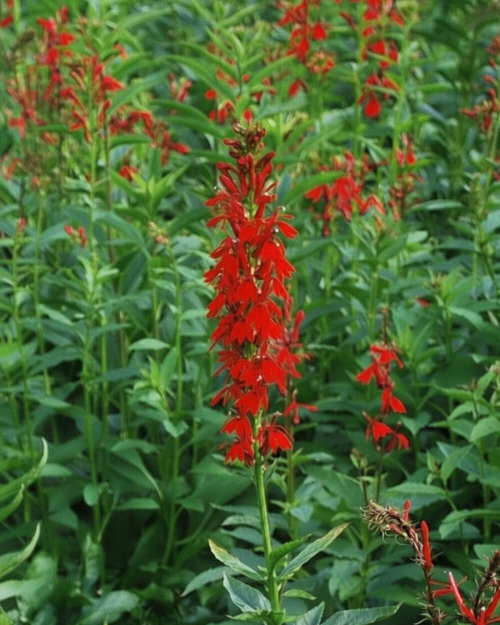 Perennial Farm Marketplace Lobelia cardinalis (Red Cardinal Perennial, Size-#1 Container, Brilliant Reddish Flowers