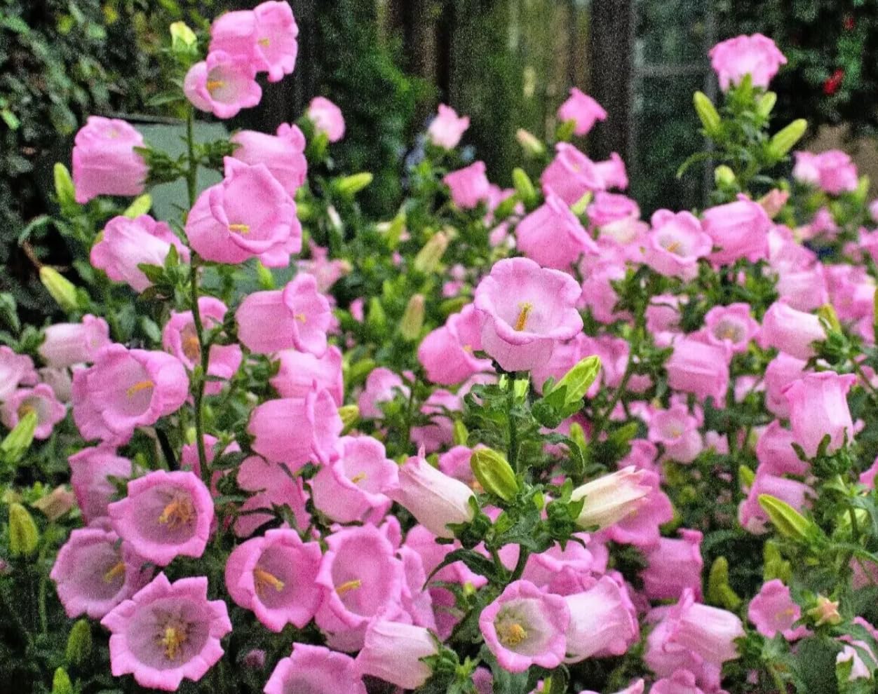 1 Pack of 840 SEEEDS Canterbury Bells Campanula Medium Single Rose-Pink