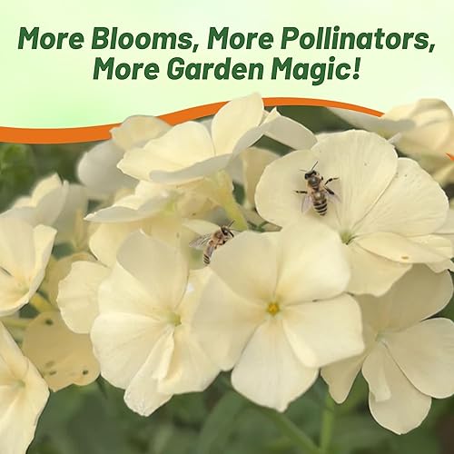 Miniatura 6 de Outsidepride Yellow Phlox Seeds - 5000 semillas de flores anuales, compactas y autosembradas para plantar flores amarillas vibrantes en jardines