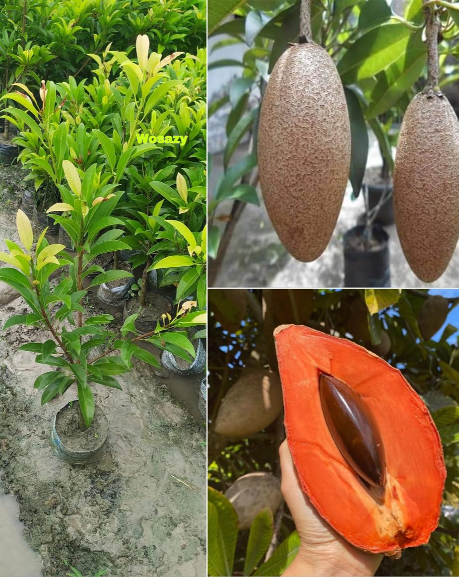 Thai Sapota/Chiku Plant/Sobeda (Sapodilla) Plant Haybrid Variety Manilkara Sapota Plant One Healthy Live Grefted Sapota Plant, After Fruiting 6 Month, Plant Hight 2 Feet (B0D8Y3TMXL) Amazon Price History, Amazon Price Tracker
