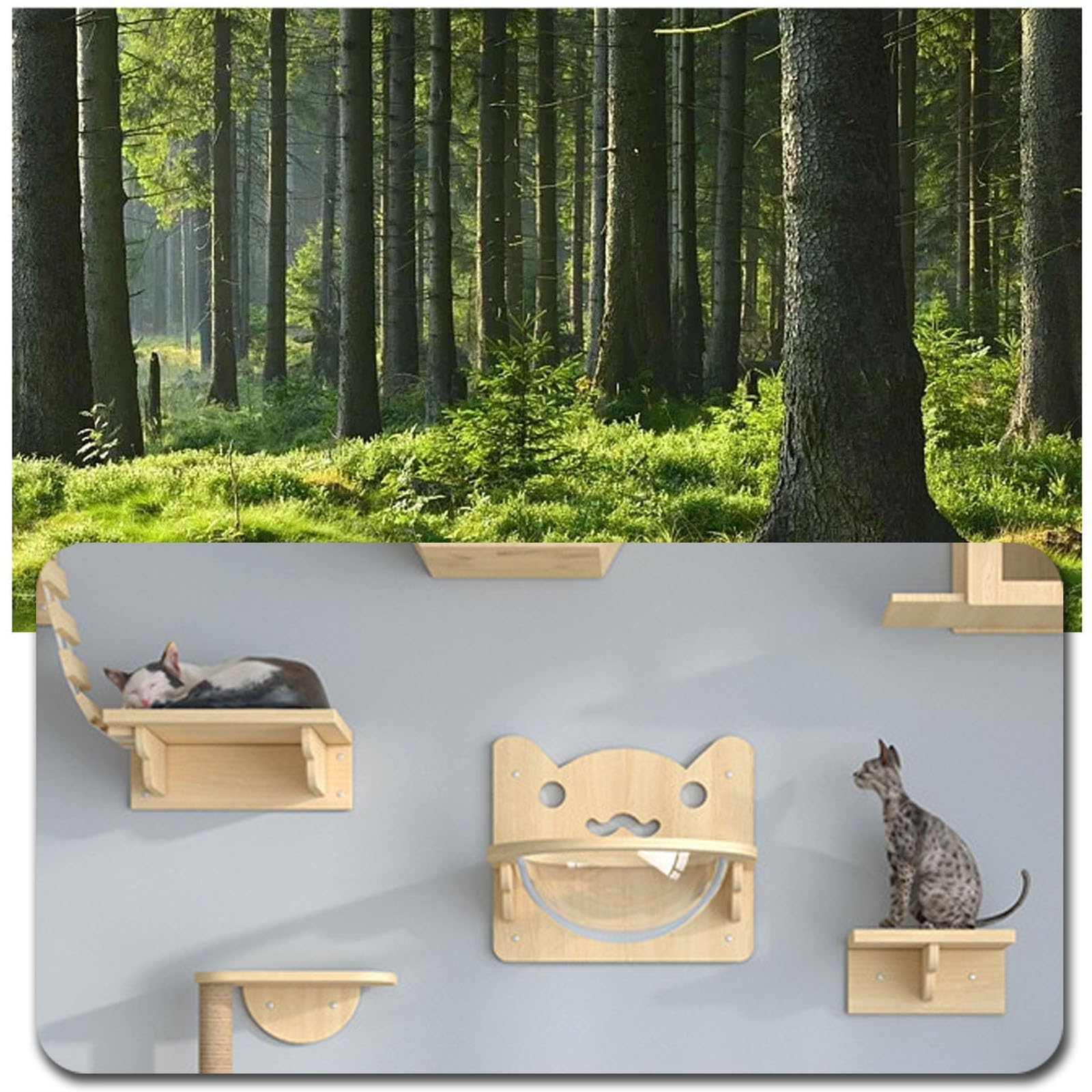 Amazon.co.jp: 猫 壁 キャットウォーク キャットステップ キャット