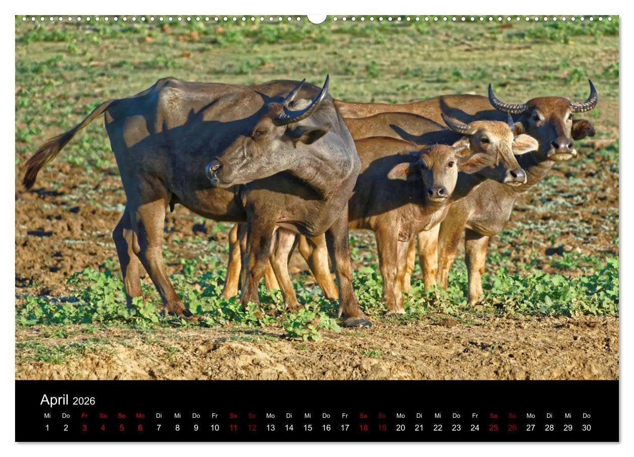 Sri Lanka - Tierische Momente (hochwertiger Premium Wandkalender 2026 DIN A2 quer), Kunstdruck in Hochglanz: Dieser Kalender gibt einen Einblick in die Tierwelt Sri Lankas (CALVENDO Natur)