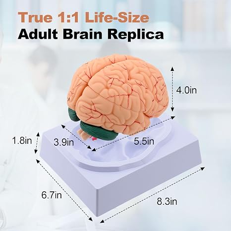 PER4MANCE Human Brain Model with Base, 8-Part Design & Numbered Chart