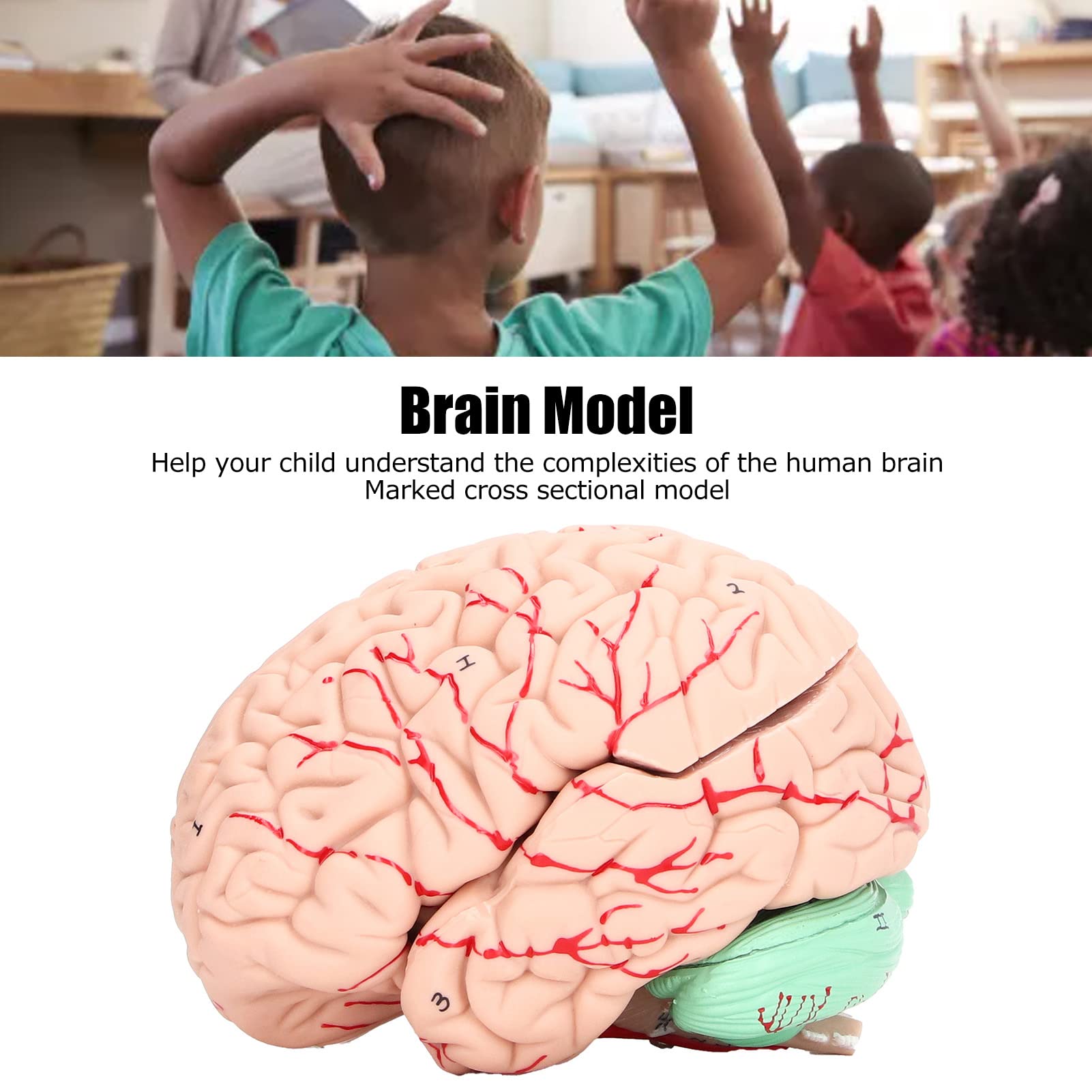 Modello Di Cervello Umano Rimovibile In PVC Per Bambini - Studio Anatomia E Neuroscienze - 2