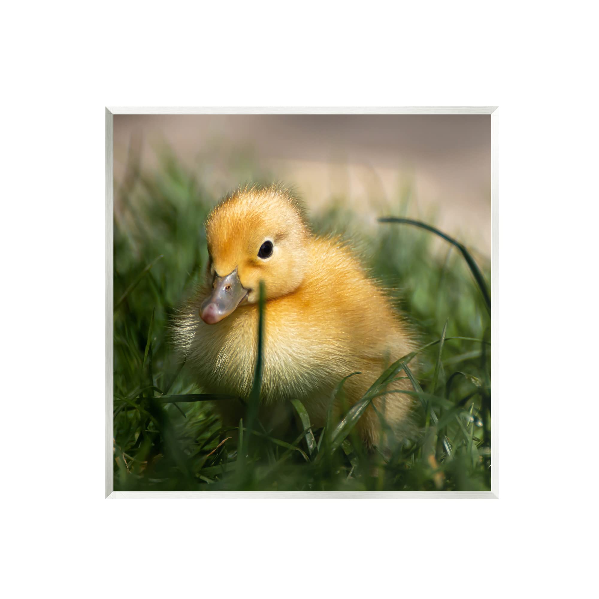 Stupell Industries Baby Duckling in Grass Photography Wall Plaque Art, Design by Lil' Rue