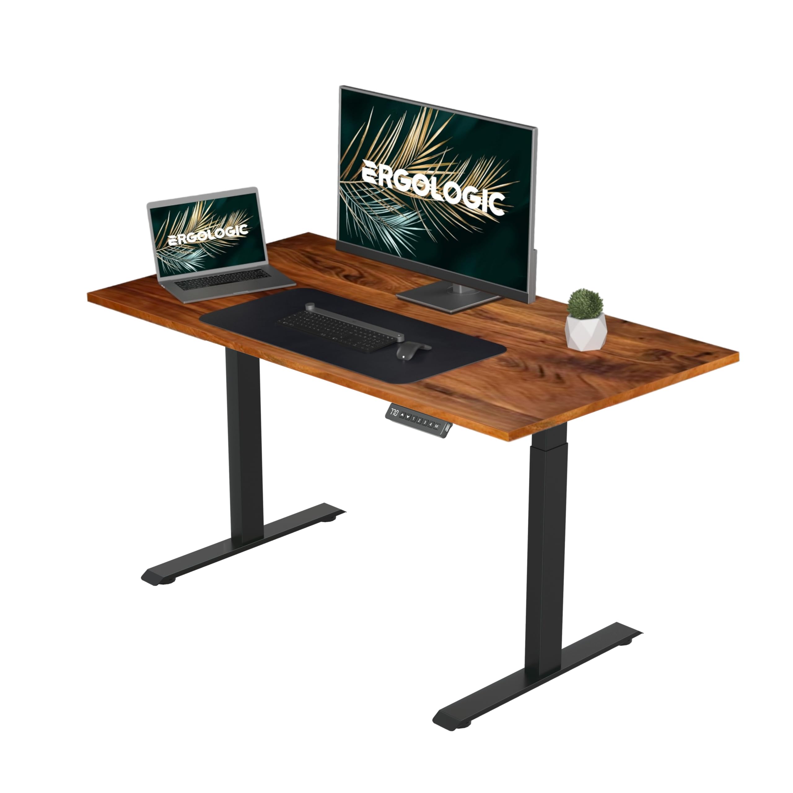 Ergologic Height Adjustable Table - Electric Dual Motor 2 Stage - Ergonomic Sit to Standing Computer Desk for Home Office Work, 100 KG Capacity, Black Color Frame - with Solid Wood, 1500mm x 750mm top