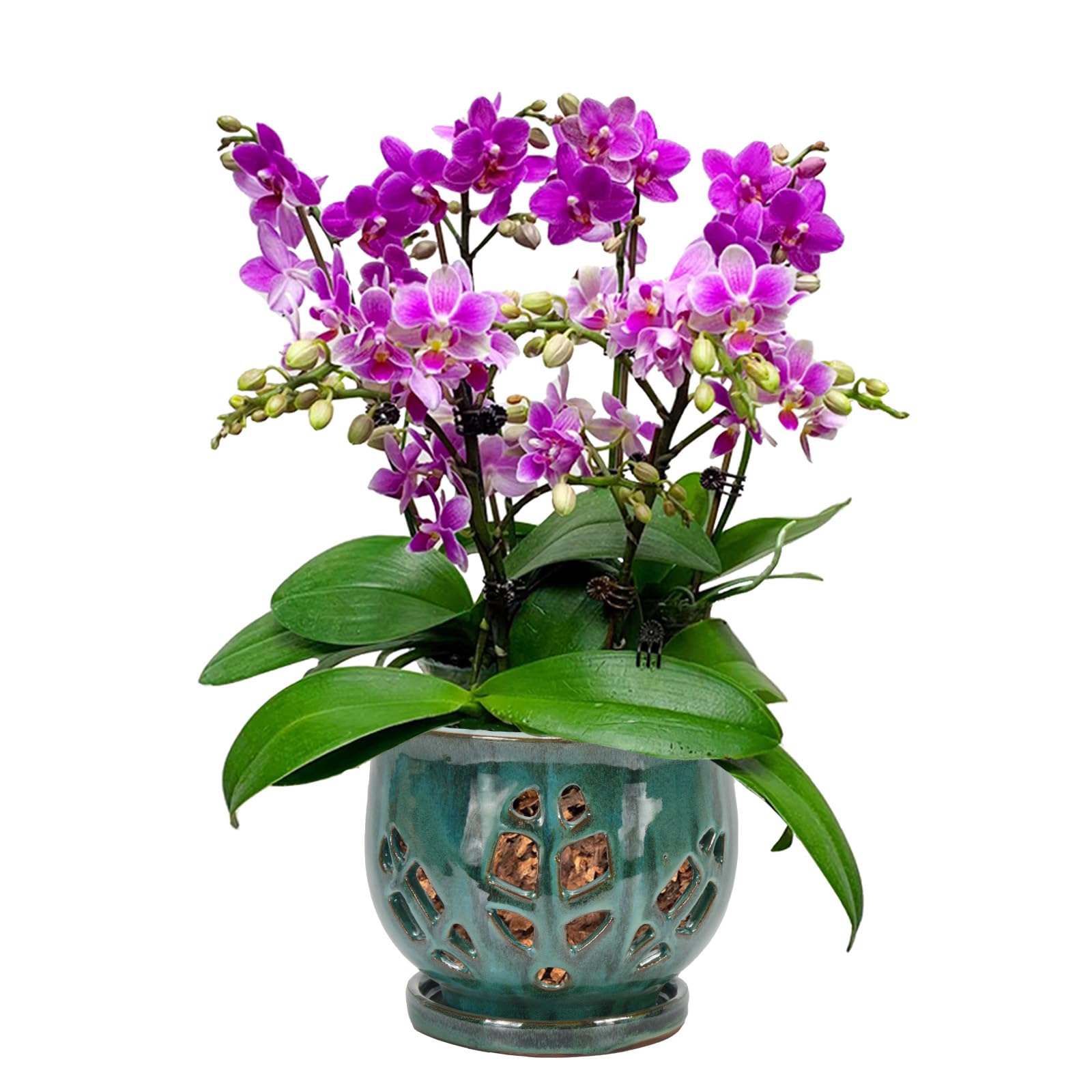 W&W Orchid Pot Green Mix 6.5
