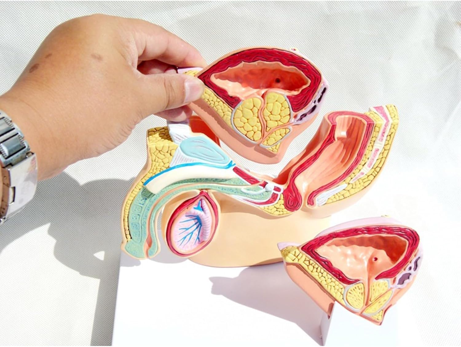Generico Modello Anatomico del Sistema Riproduttivo Maschile, Modello Anatomico Patologico della Vescica della cavità Addominale Medica per Lo Studio Dell'educazione