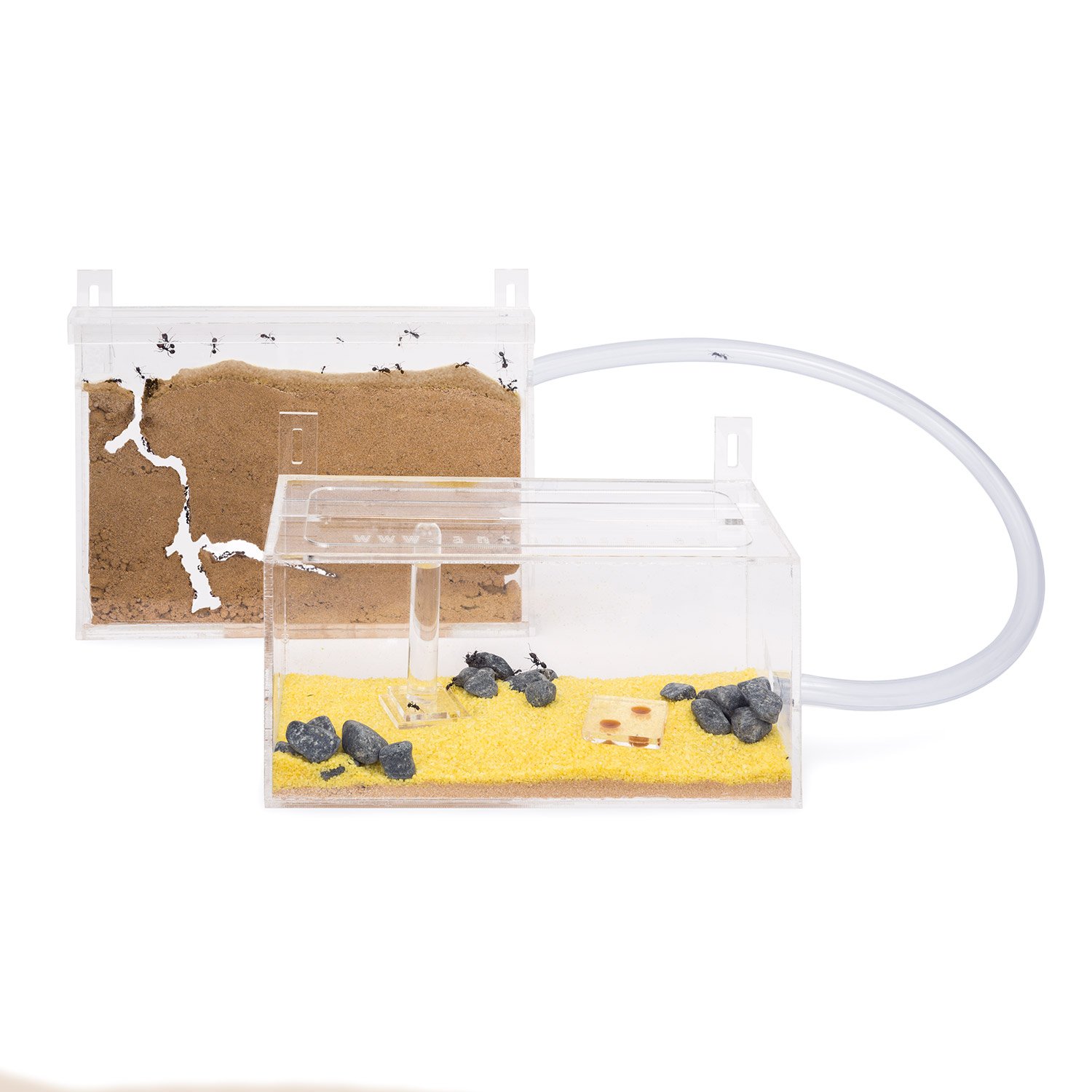 AntHouse - Natural Sand Ant Farm | Mini Acrylic Wall Kit