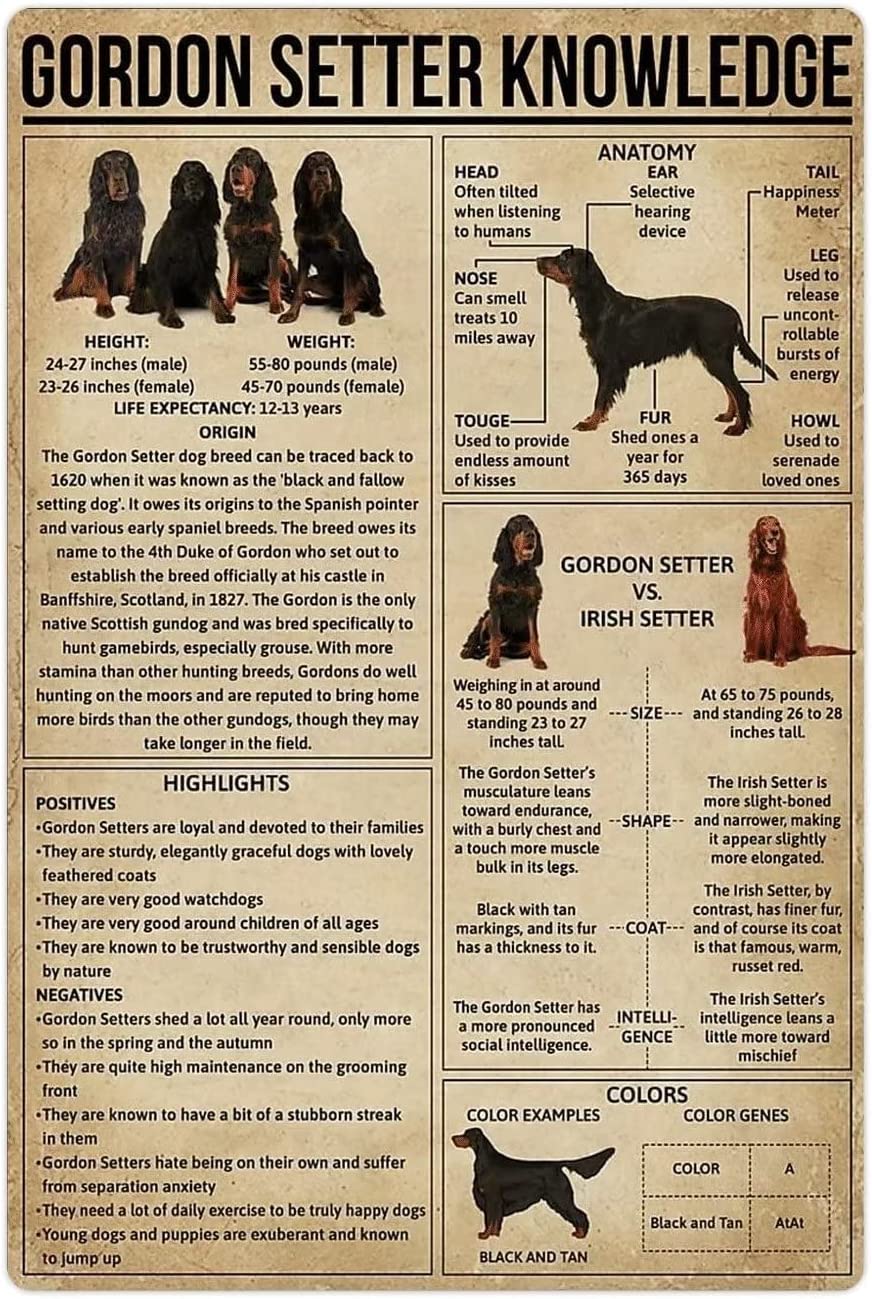 peiyeety Gordon Setter Knowledge Metal Signs Gordon Setter Infographic Tin Posters Dog Encyclopedia Chart Plaques Home Room Kennel Wall Decor 8" x 12"