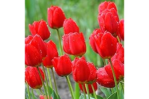 25 Red Triumph Tulip Bulbs | Plant Them This Fall For Beautiful...