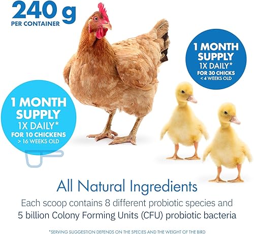 Miniatura 4 de HealthyGut Probióticos para pollos y aves de corral, suplemento dietético totalmente natural para el sistema digestivo (30 cucharadas)