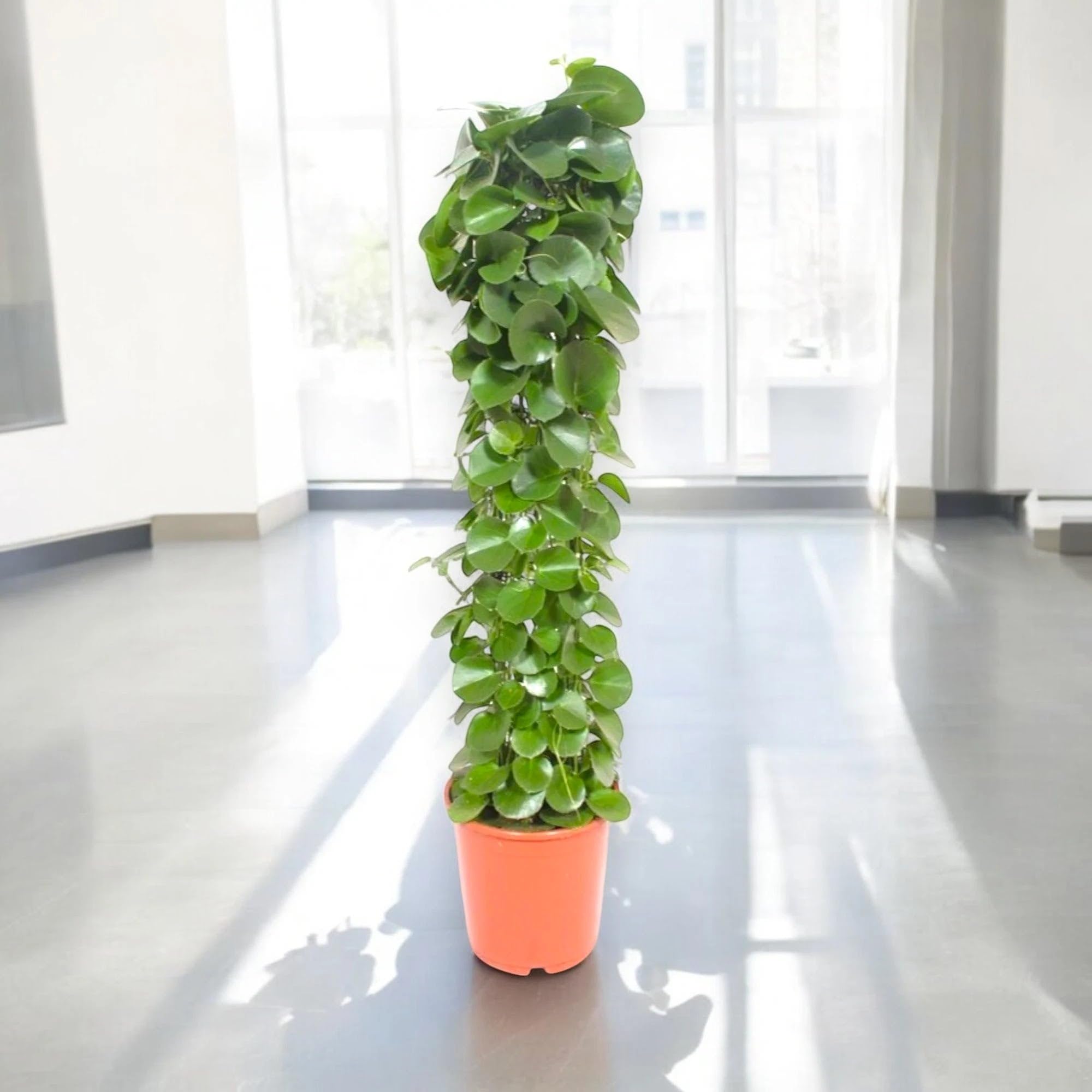 Cissus rotundifolia Pianta da Interno Ornamentale, Verde, Ricadente, 120 cm, Vaso 24
