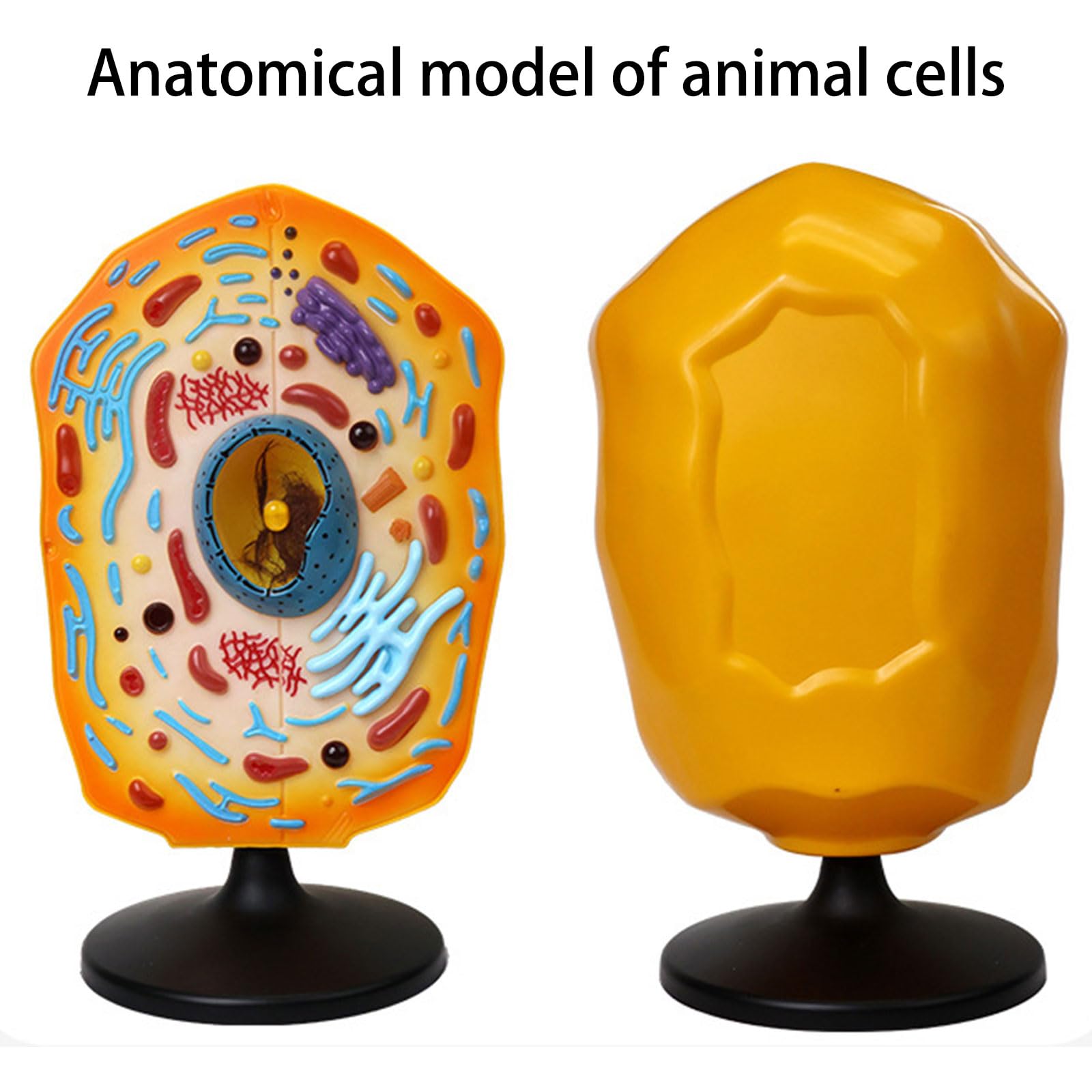 Modelo Anatómico De Células Animales Con Piezas Desmontables Enseñanza Biología En Aula Animal Para Laboratorios Ciencia Exhibición Educativa