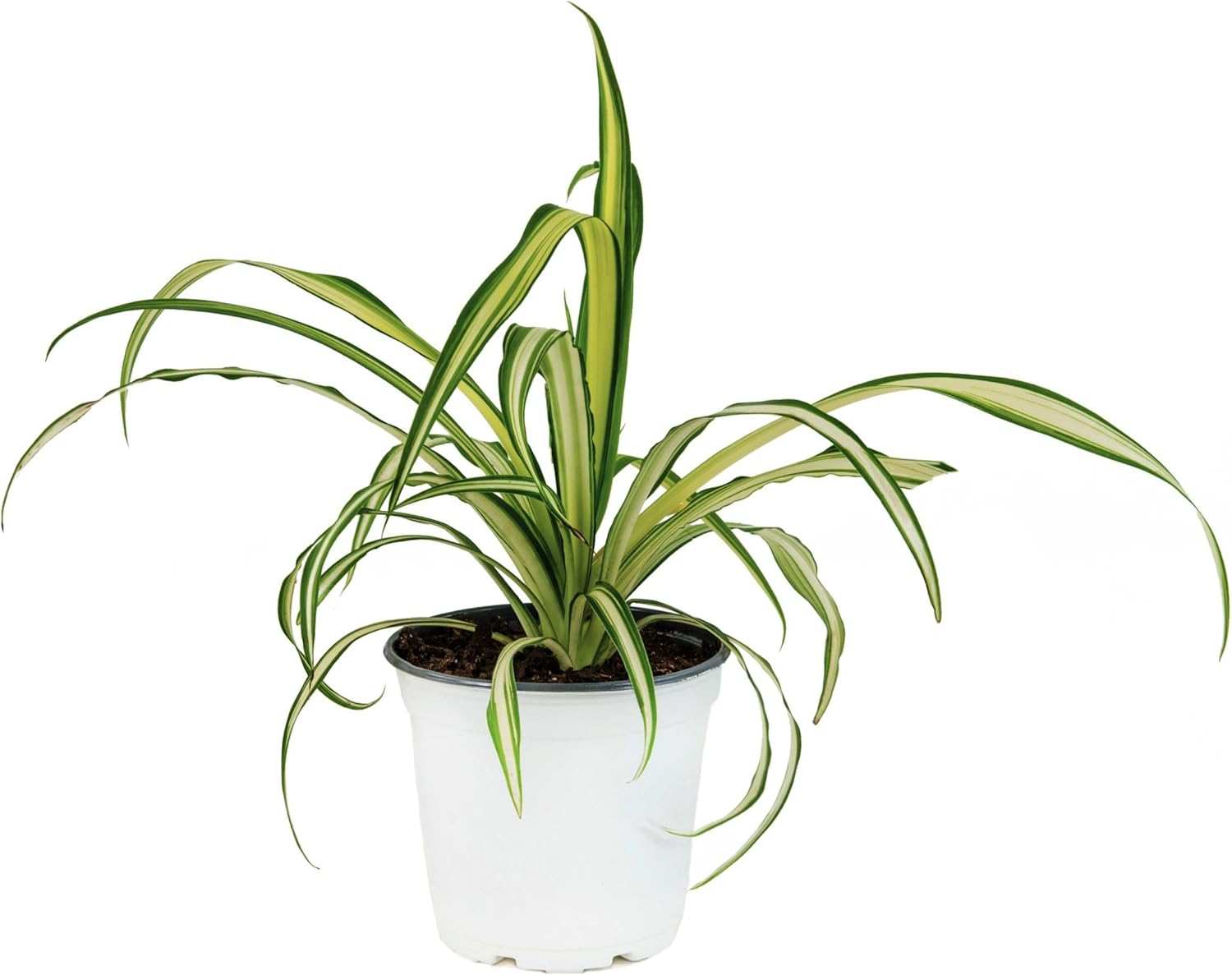 American Plant Exchange Spider Plant – Live Indoor Houseplant, 4-Inch Pot – Air-Purifying Chlorophytum Plant for Home, Office, and Indoor Décor