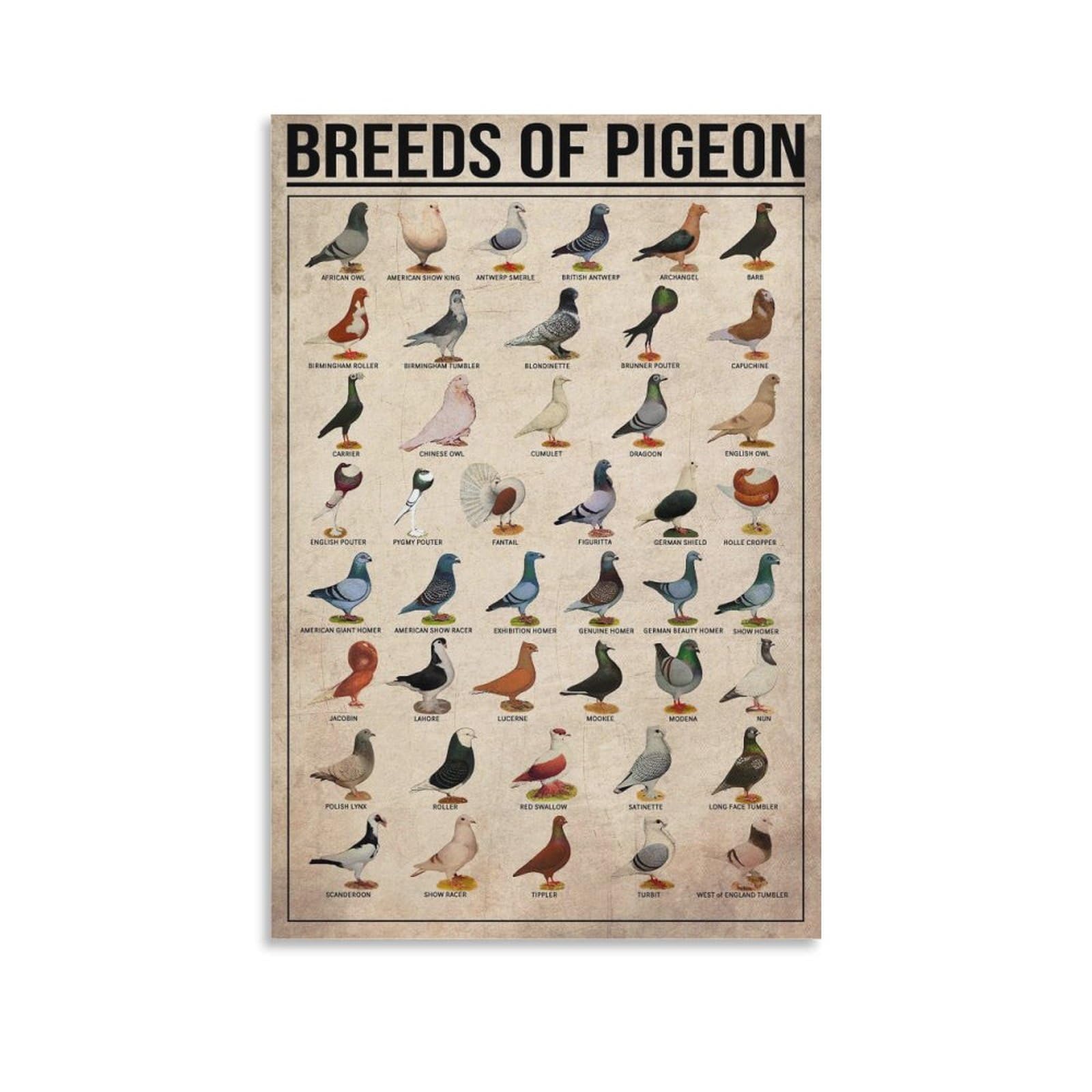Gqvcjsw Breeds Of Pigeon Knowledge Poster Canvas Poster Wall Art Decor Print Picture Paintings For Living Room Bedroom Decoration 12X18inch(30X45cm)