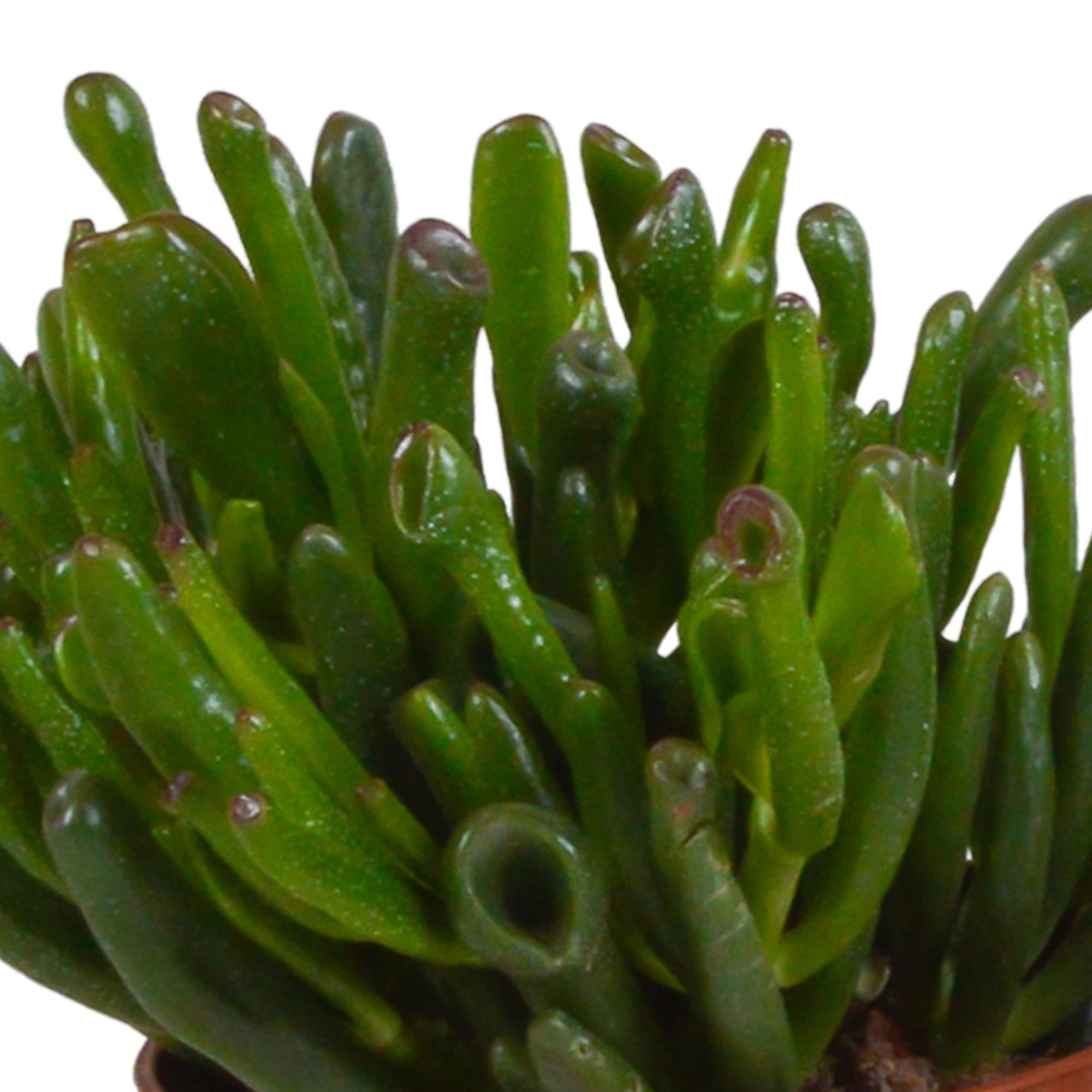 Mix di Piante Grasse Crassula da Interno con Vaso Bianco, Set da 3, 10.5 cm