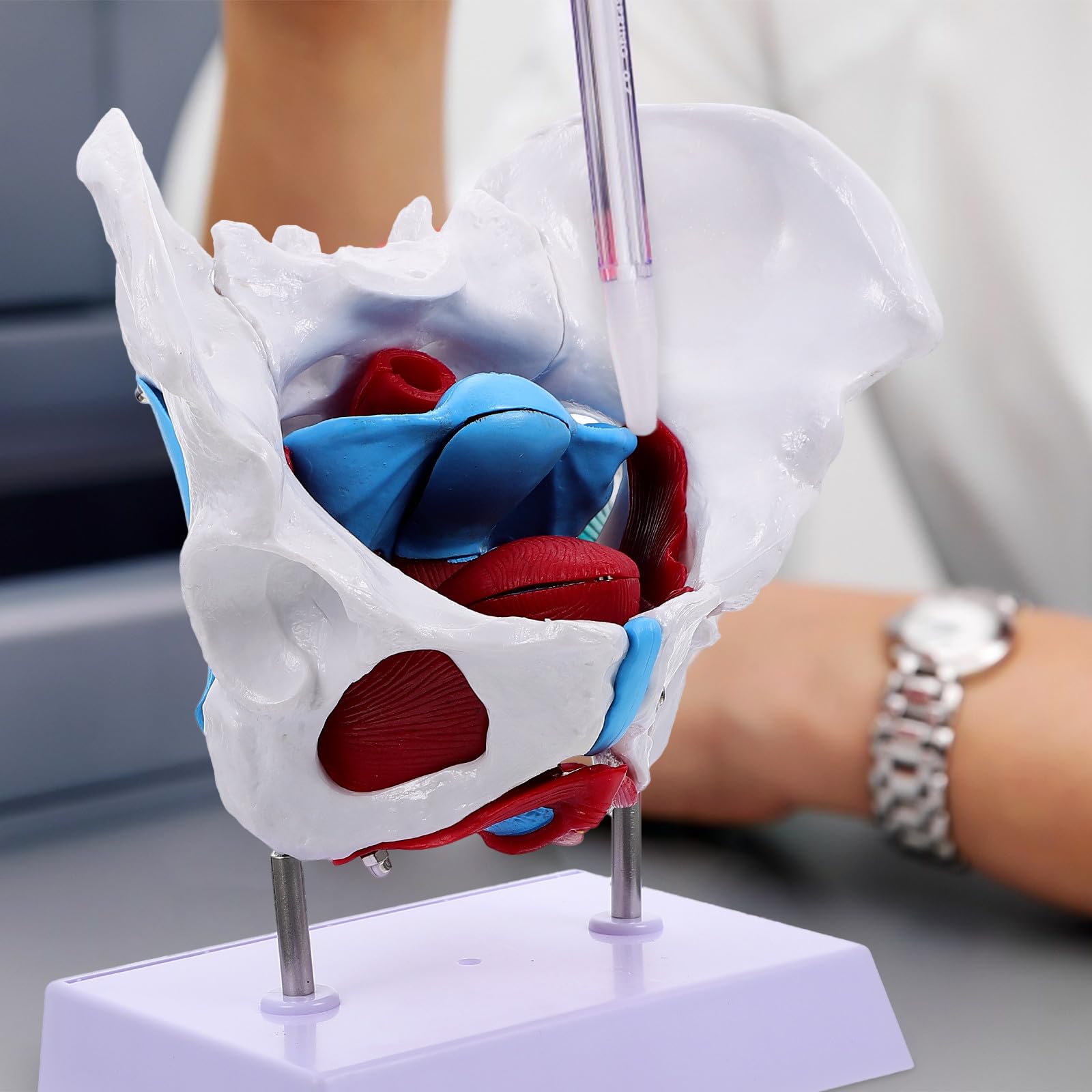 Alasum Design Anatomico in Separabile Portatile per Insegnamento Scuola per Educazione Scientifica Professionale