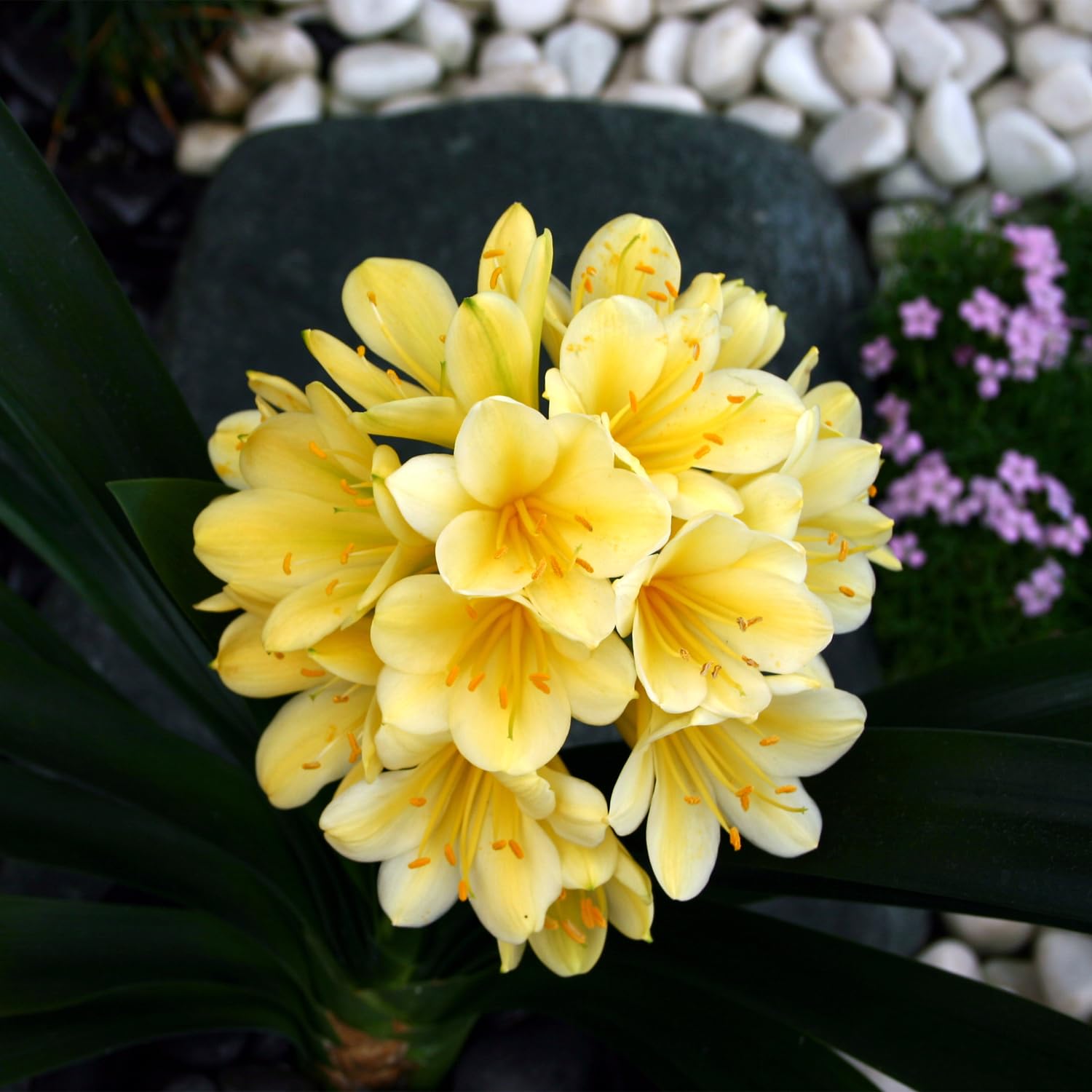 ★君子蘭★ ジム・ピーチ×黄（Ｆ） Yahoo!オークション -「君子蘭 白」(花、園芸) の落札相場・落札価格