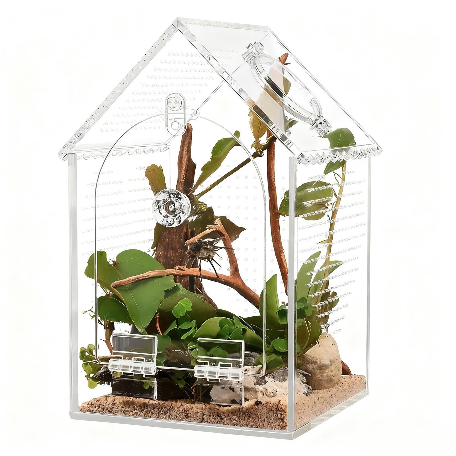 Terrarium araignée transparent : observez vos reptiles au salon