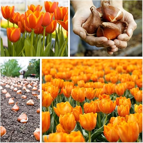 Miniatura 4 de Daydream Tulip Bulbs to Grow - 20 bombillas - Enviados desde Iowa, Estados Unidos - Tulipanes naranjas vibrantes, galardonados