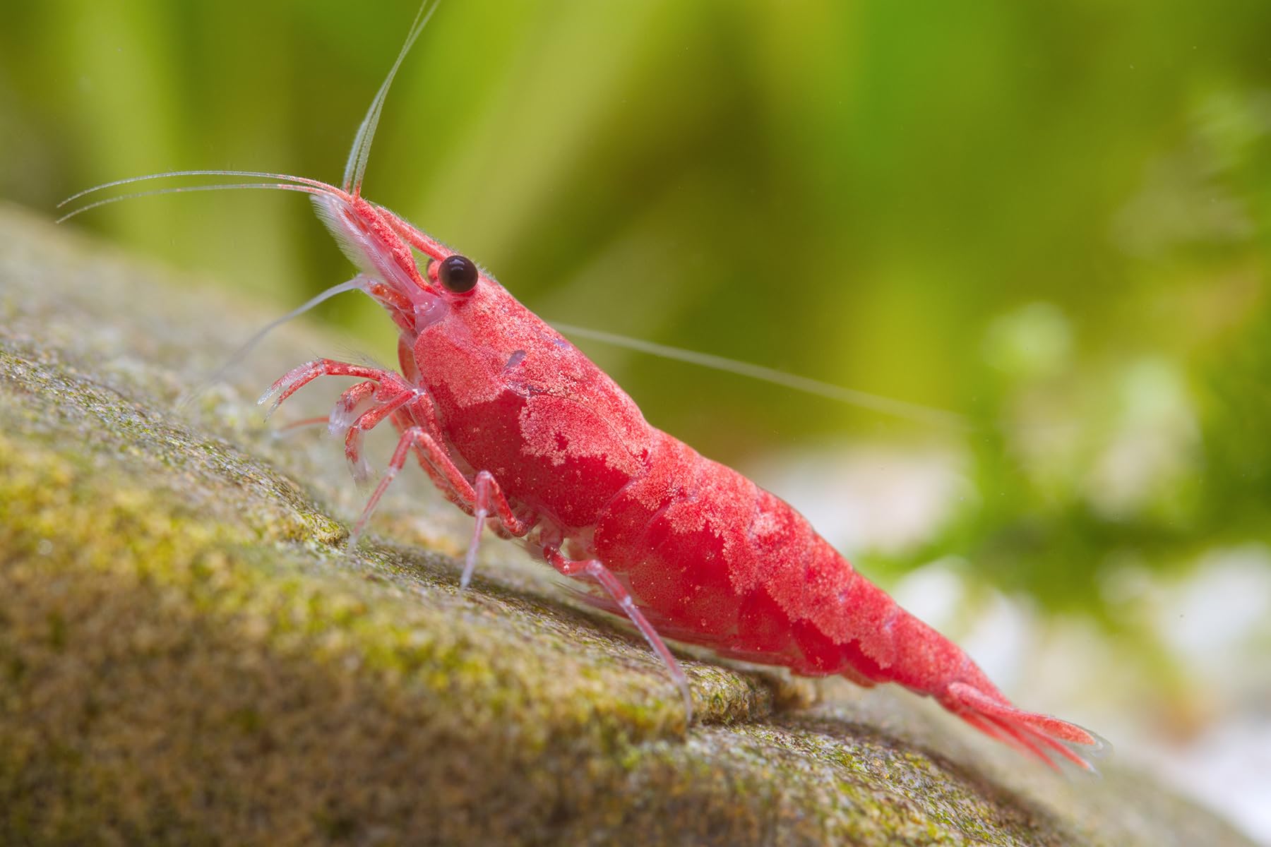 Neocaridina Garnelen Paket | Neocaridina Garnelen für Süßwasser Aquarium | 8 x Shrimp Lollies geschenkt | Red Sakura & Blue Dream Garnele