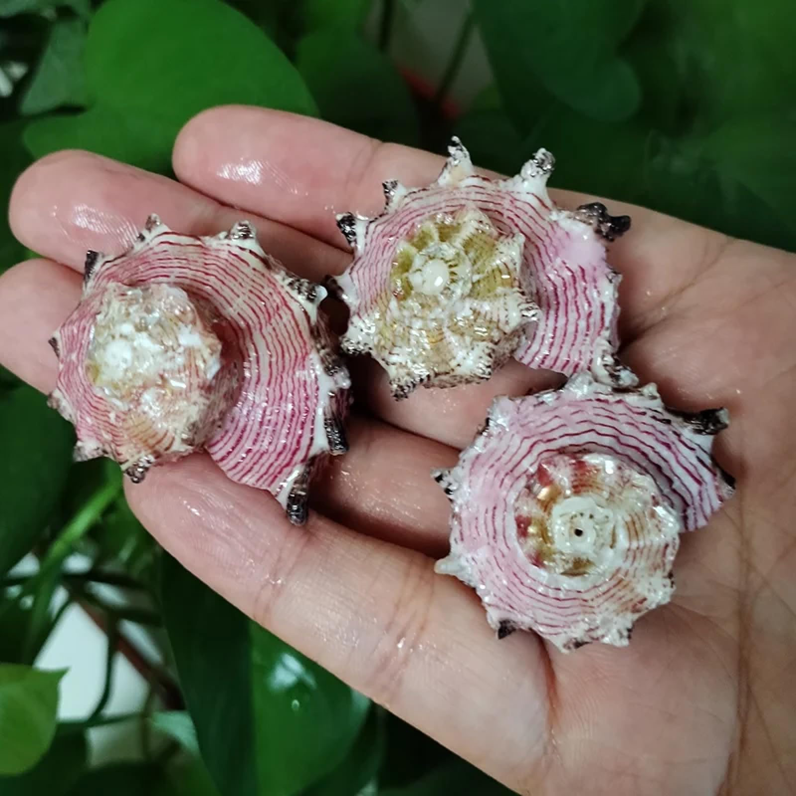 Conchiglie marine riempitive, 2 pezzi, 3 cm-5 cm, conchiglie Angaria Neglecta rosa naturale rotondo cavalluccio marino lumaca Angaria Delphinus conchiglia campione collezionista spiaggia