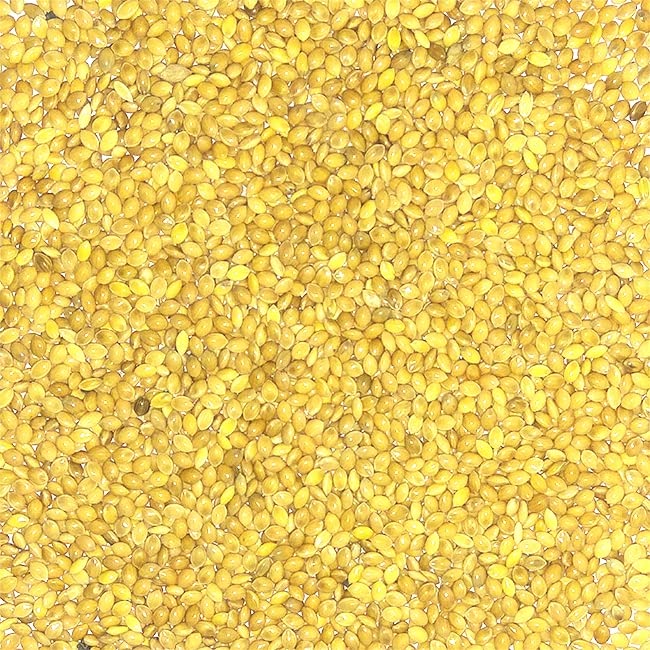 Buy Urantex Kangni Seed Finger Millet Proso Millet Pearl Millet Millet