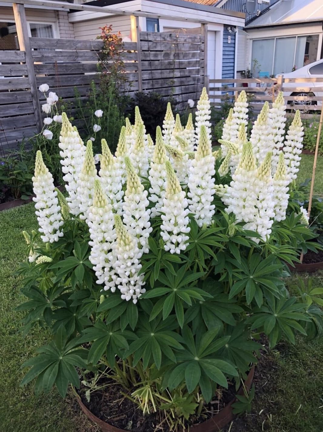 12 x Lupin Russel White Noble Maiden Plug Plants Hardy Perennial Flower. Bulk Pack!