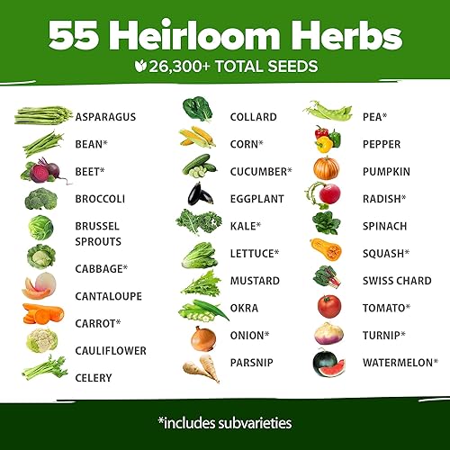 Miniatura 37 de HOME GROWN Más de 1000 semillas de cilantro para plantar en interiores o exteriores, hierbas tradicionales sin OMG, semillas de plantas de cilantro