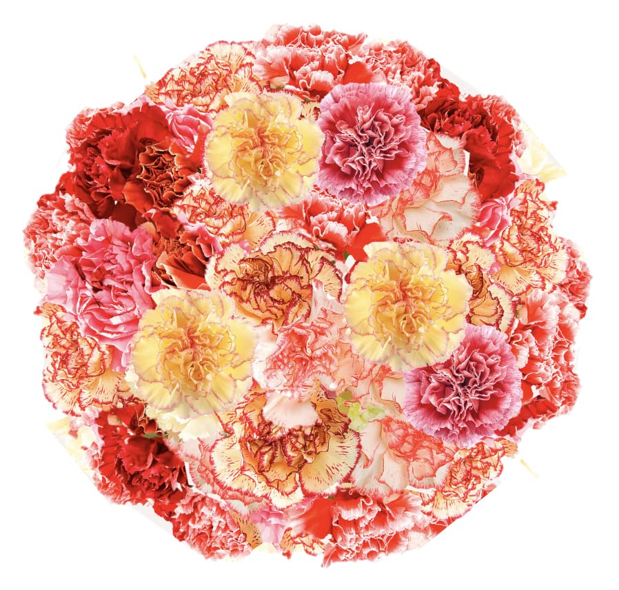 GlobalRose 200 Bicolor Carnation Flowers - Responsibly Sourced Carnations Fresh Flowers - Hand-Picked Fresh Bouquet for Graduation, Anniversary,