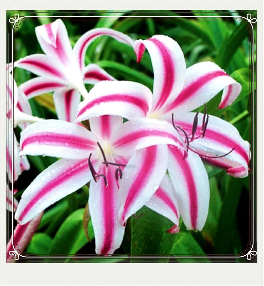 Amazon｜百合 球根 ユリの球根 ゆり球根 信頼できる販売者-2球根