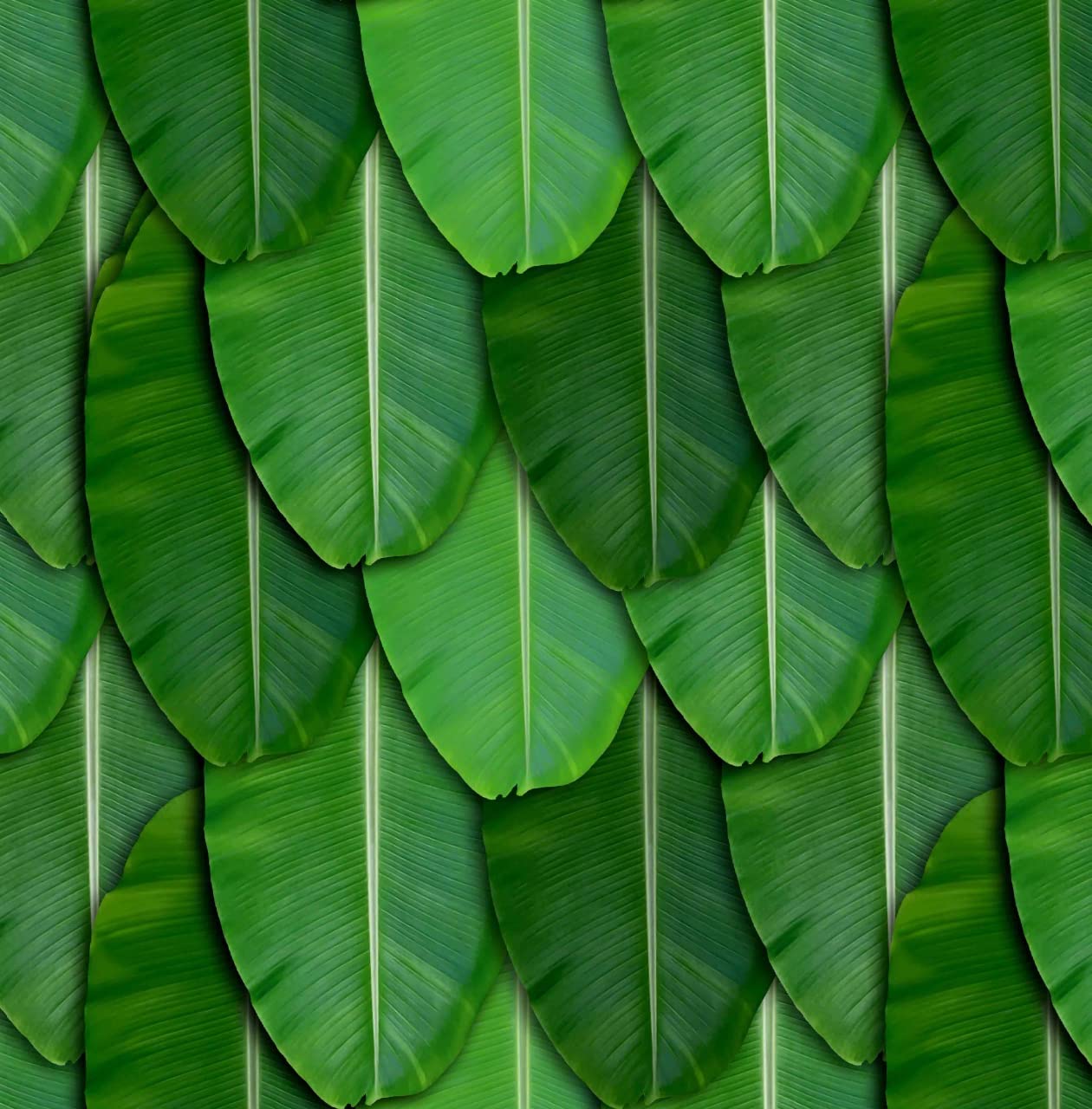 Banana Leaves Images