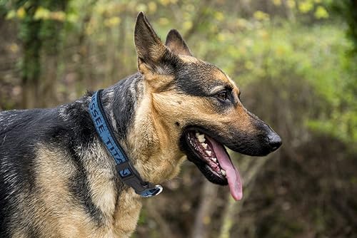 Miniatura 171 de NFL - Collar para perro de Philadelphia Eagles, collar mediano del equipo de fútbol para perros y gatos. Un collar brillante y colorido para gatos