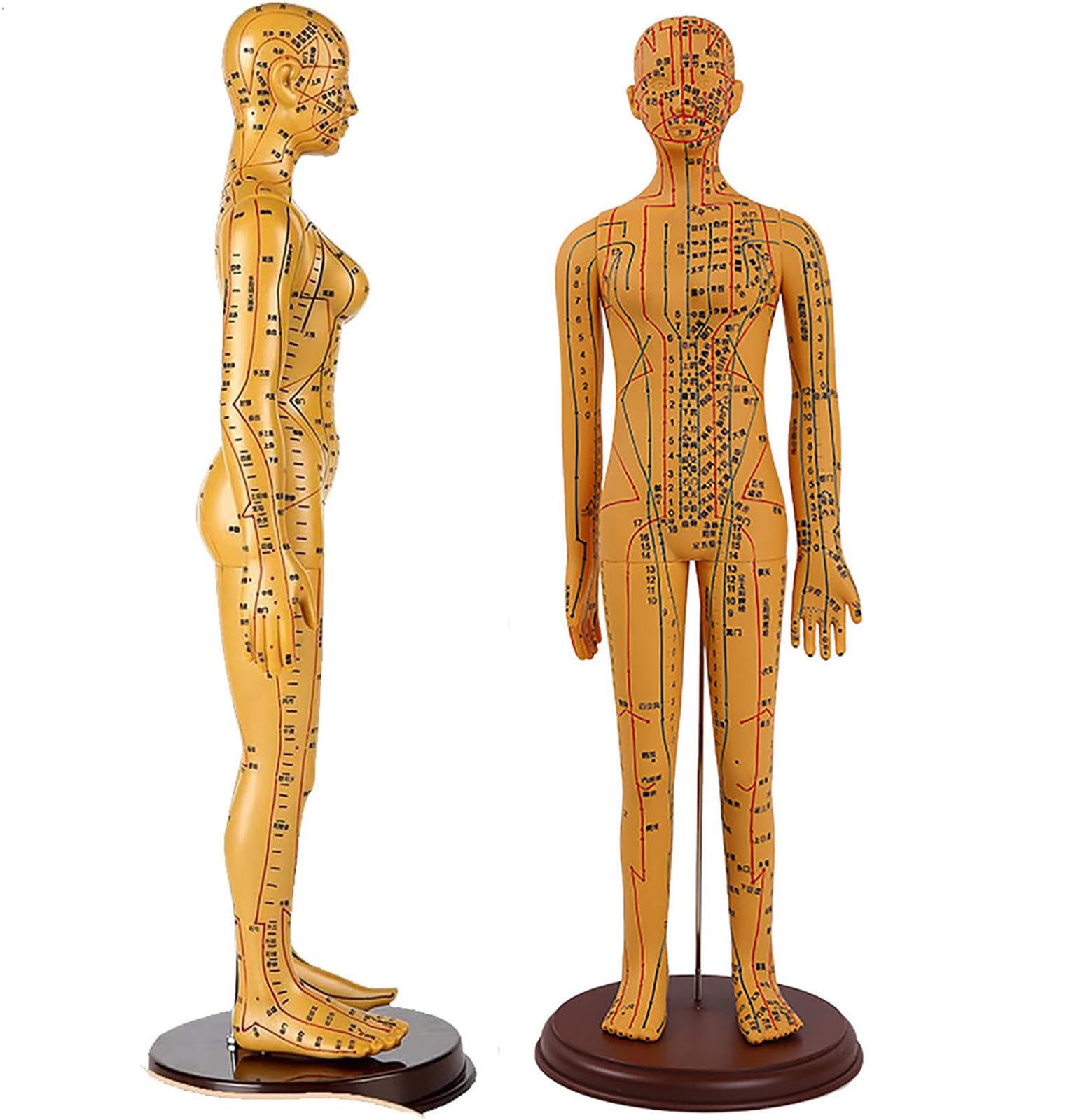 SORECI 53cm/20.9in Acupuncture Model Female, Acupuncture Figures, Acupuncture Model, Meridian Model of Acupuncture Points, Brass Color Acupuncture Body Model, Clear with Accurate Acupuncture Points