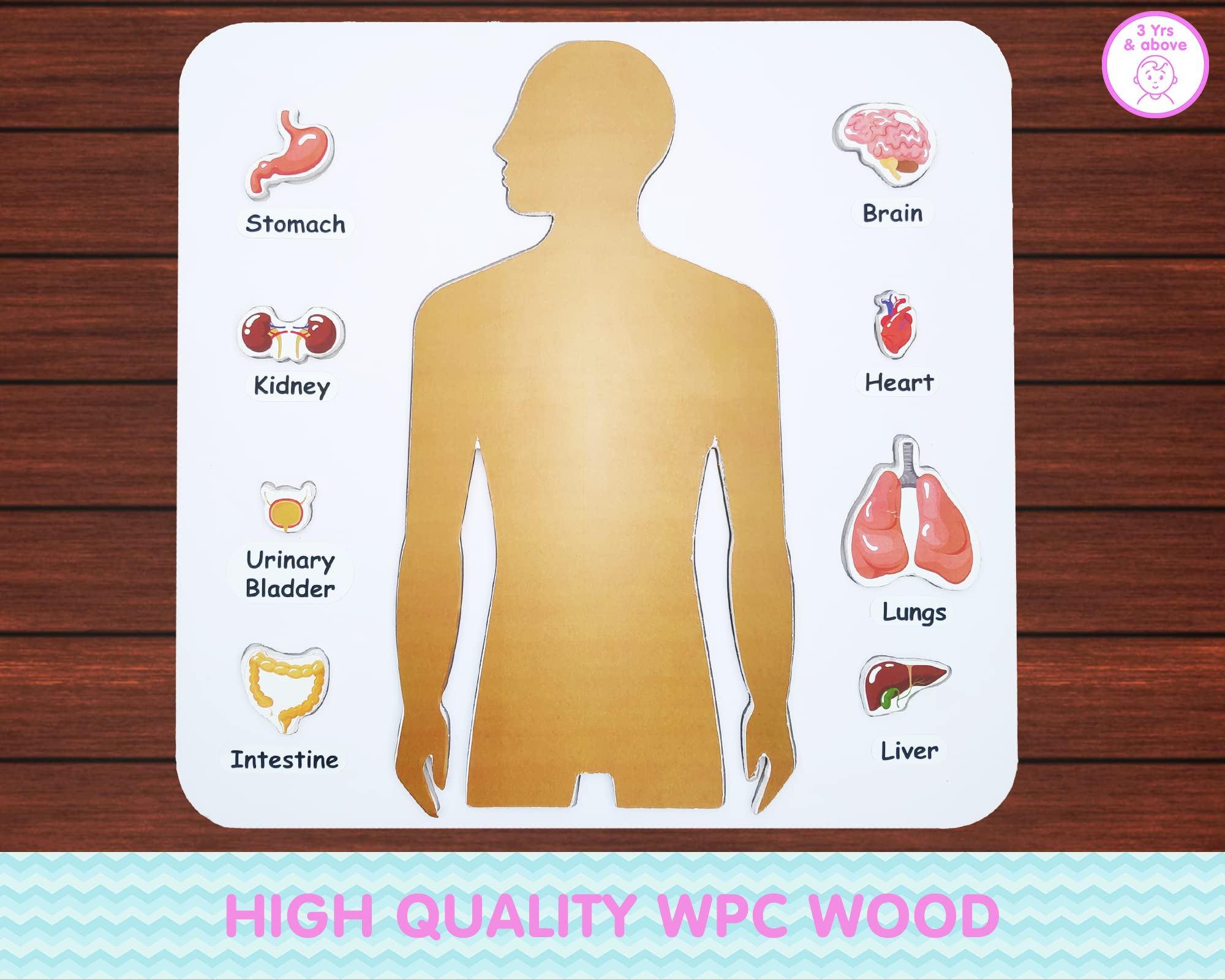 Preschool Game for Learning Human Body Parts Anatomy Skeleton - Educational Wooden Puzzles - Gift Toys for Boy and Girl - Image 2
