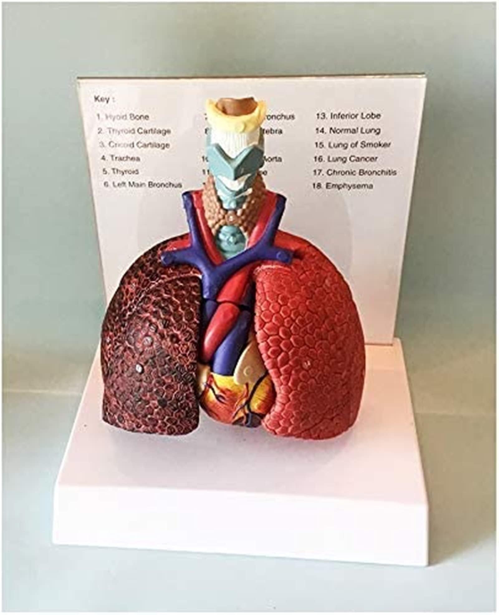 XINGLUOY Laryngeal heart pharynx lung model medical anatomy larynx for learning display teaching