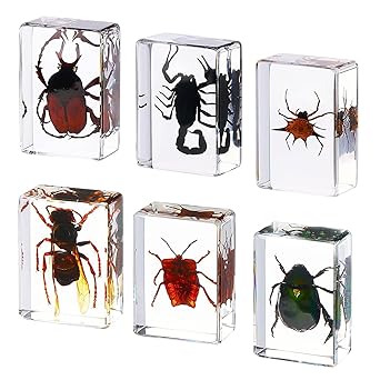 6 Pcs Insect in Resin Specimen Bugs Collection Paperweights Insects and Bugs for Kids Various Preserved in Resin Science Classroom Specimens for Scientific Education Office Christmas Gift Supplies