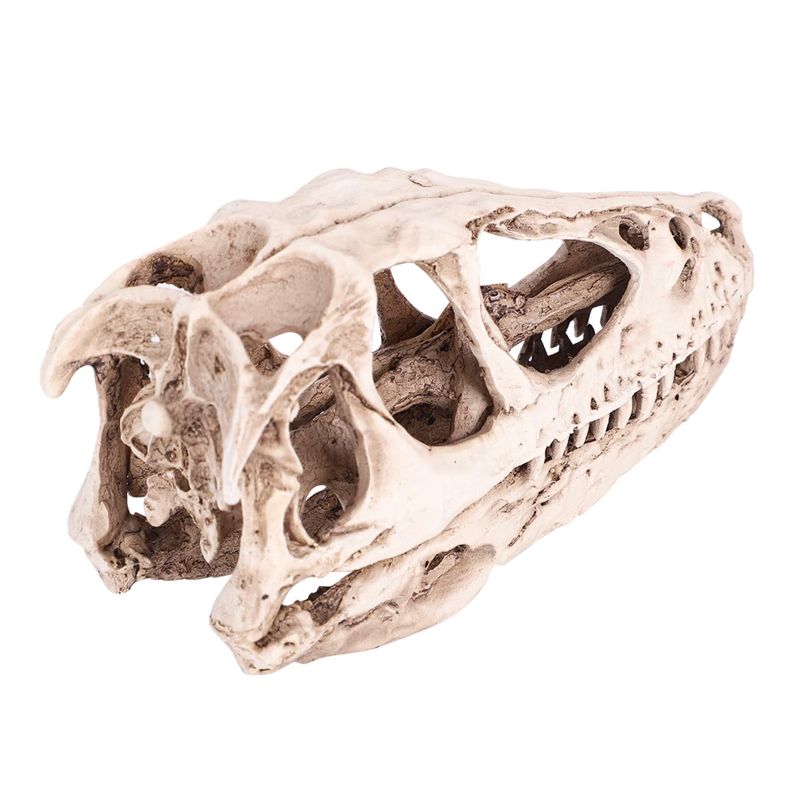Réplica de Modelo de Cráneo de Resina, Fósil de Cráneo de Diente de Dinosaurio, Modelo de Cráneo de Dinosaurio de Resina, Esqueleto de Animal Simulado