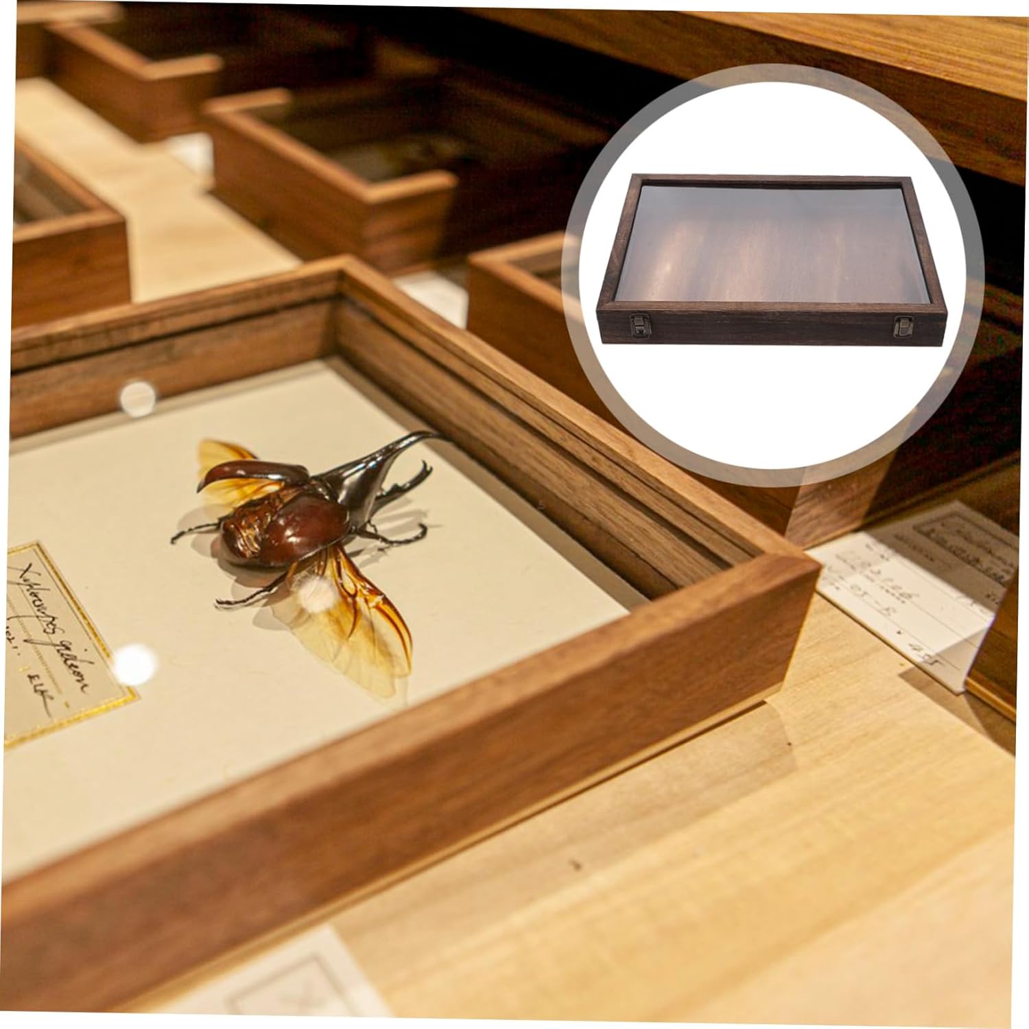 Cabilock Wooden Display Case for Specimens Elegant Frame for Butterflies Dried Flowers Plants Stylish Storage Box Carbon Color Design