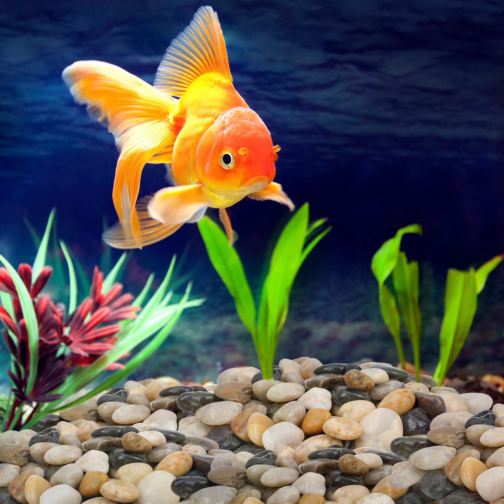 Mr. Fireglass Galets décoratifs en pierre naturelle polie pour aquarium, gravier ou rivière, 2,5 cm, 4,5 kg