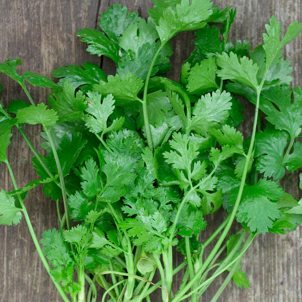Coriander Cilantro for Leaf Seeds โ Used Worldwide, Delicious in Salads & Stir Fries โ Hardy Annual โ for Your Beautiful Kitchen Garden