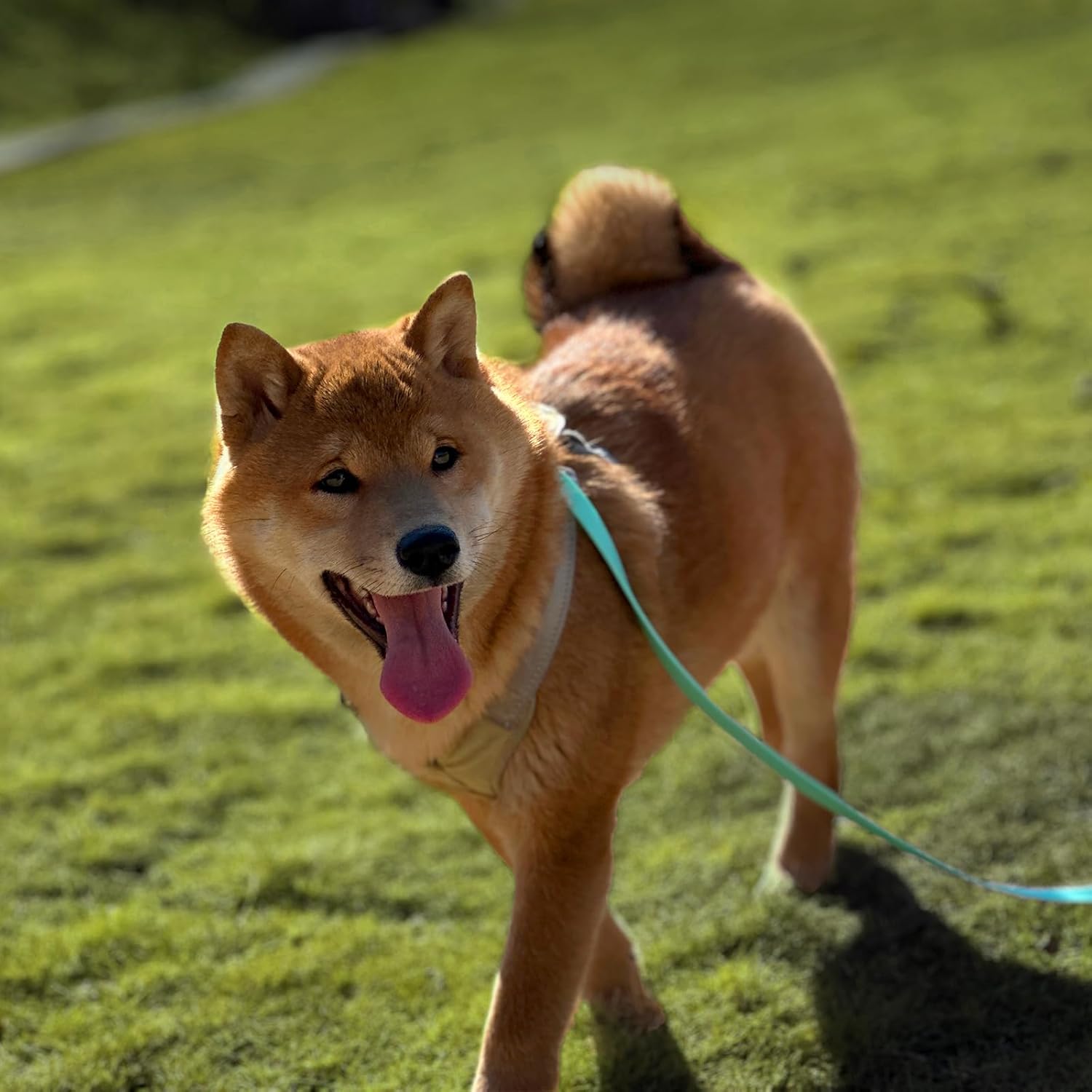 Dog Training Long Leash Waterproof Long Line Heavy Duty Outdoor Recall Lead 10ft 15ft 20ft 30ft 50ft for Small Medium Large Dog (Mint Green, 10FT) - Image 6