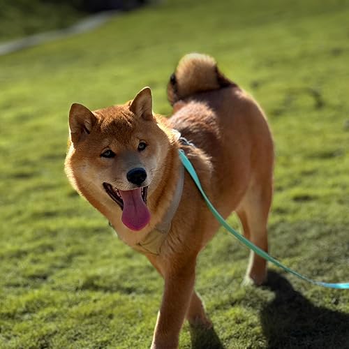 Miniatura 6 de Correa larga de entrenamiento para perros, impermeable, línea larga, resistente, para exteriores, 10, 15, 20, 30, 50 pies, para perros pequeños,