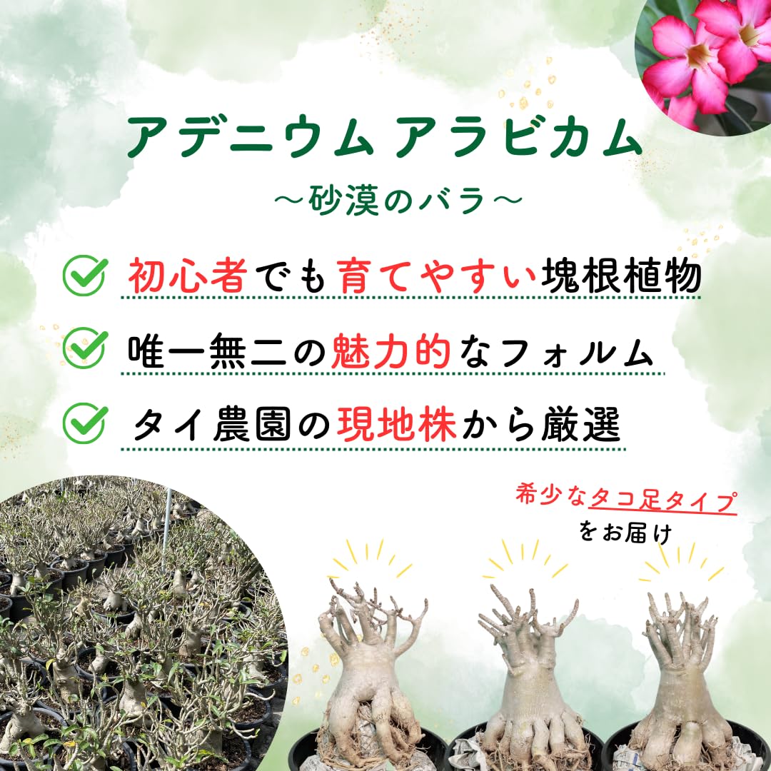 Amazon｜アデニウム アラビカム 鉢植え 砂漠のバラ デザートローズ