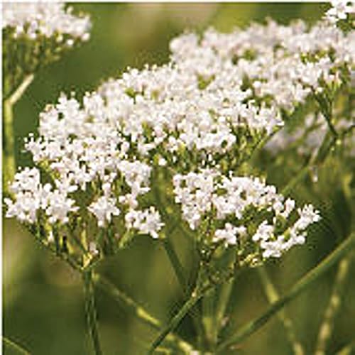 Semillas de valeriana (más de 20 semillas)  Sin OGM  Semillas de flores de hierbas y frutas vegetales para plantar  Paquete de invernadero de jardín