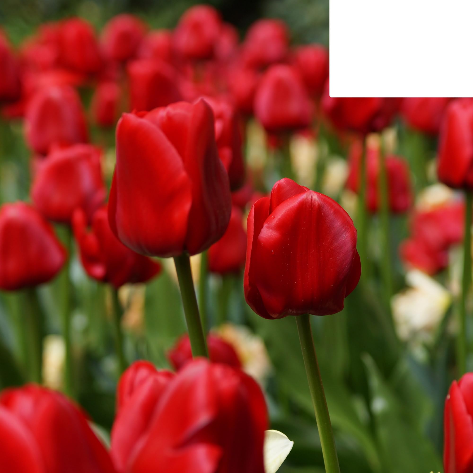 Bulbos de tulipán 'Seadov' | 20 Piezas | Tulipán Rojo Profundo - 30-50cm - Ø5cm - bulbo de flor - Planta de jardín